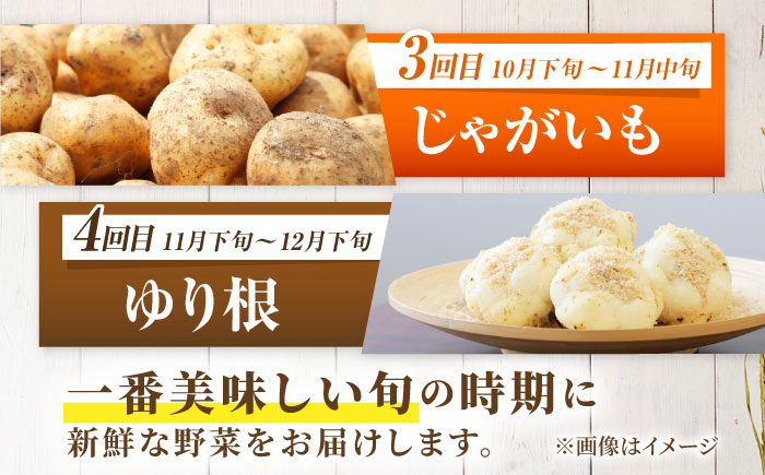 【2026年5月下旬以降順次発送】 【全4回定期便】 まっかり四季の恵みセット | 野菜セット 野菜 詰合せ アスパラ とうもろこし じゃがいも ゆり根 | 道の駅 真狩フラワーセンター [BPAM007]