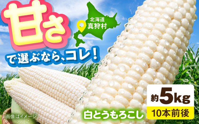 【2026年8月下旬以降順次発送】 とうもろこし 白（白）5kg  |  とうもろこし とうきび トウモロコシ コーン 野菜 やさい 北海道 産地直送 |  道の駅 真狩フラワーセンター [BPAM021]