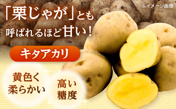 【2026年10月中旬以降順次発送】 じゃがいも キタアカリ（まっかりじゃが）5kg | じゃがいも ジャガイモ キタアカリ 野菜 北海道 産地直送 | 道の駅 真狩フラワーセンター [BPAM015]
