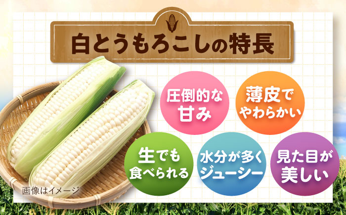 【2026年8月下旬以降順次発送】 とうもろこし 白（白）5kg  |  とうもろこし とうきび トウモロコシ コーン 野菜 やさい 北海道 産地直送 先行予約 | 道の駅 真狩フラワーセンター [BPAM021]