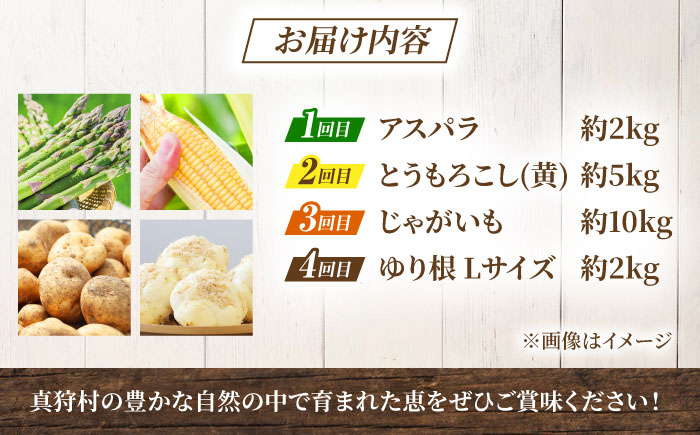 【2026年5月下旬以降順次発送】 【全4回定期便】 まっかり四季の恵みセット | 野菜セット 野菜 詰合せ アスパラ とうもろこし じゃがいも ゆり根 | 道の駅 真狩フラワーセンター [BPAM007]