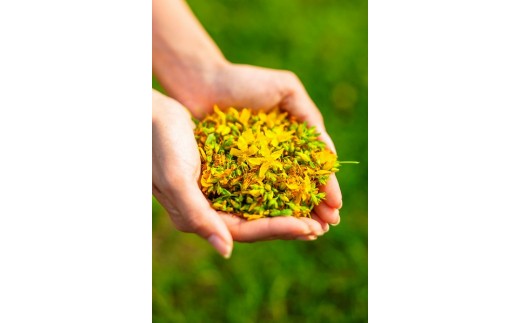 セントジョーンズ・サポートオイル ピュア 65ml | マッサージオイル 保湿 スキンケア オーガニック 美容 | 道の駅 真狩フラワーセンター [BPAM028]