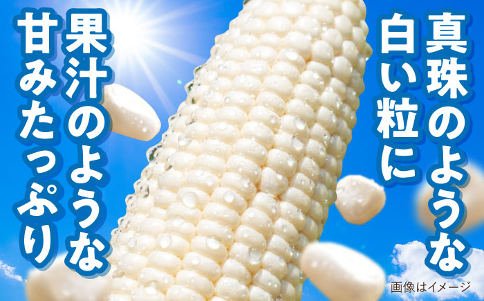 【2026年8月下旬以降順次発送】 とうもろこし 白（白）5kg  |  とうもろこし とうきび トウモロコシ コーン 野菜 やさい 北海道 産地直送 先行予約 | 道の駅 真狩フラワーセンター [BPAM021]