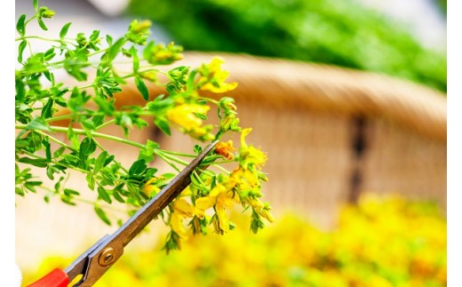 セントジョーンズ・サポートオイル ミニ 3本セット（パワー、リラックス、ピュア）各10ml | マッサージオイル 保湿 スキンケア オーガニック 美容 | 道の駅 真狩フラワーセンター [BPAM029]