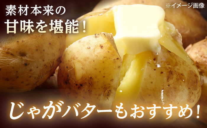 【2026年11月上旬以降順次発送】 じゃがいも キタカムイ（まっかりじゃが）10kg | 野菜 じゃがいも ジャガイモ キタカムイ 北海道 産地直送 | 道の駅 真狩フラワーセンター [BPAM047]