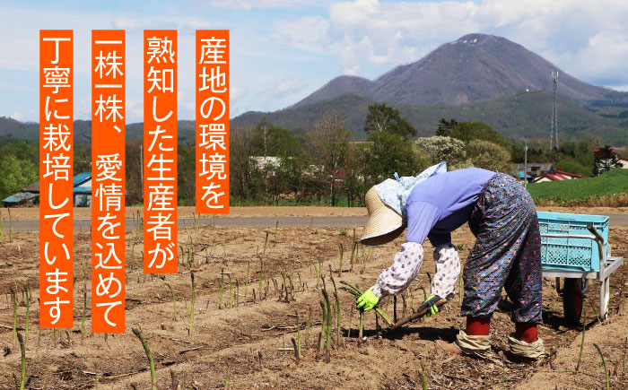 【2026年5月下旬以降順次発送】 グリーンアスパラ 1kg | 野菜 アスパラ アスパラガス やさい 北海道 産地直送 | 道の駅 真狩フラワーセンター [BPAM049]