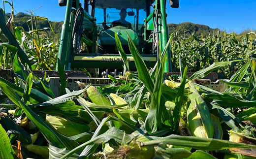 【2026年8月中旬以降順次発送】 氷詰めとうもろこし 恵味 10本 | とうもろこし 野菜 トウモロコシ コーン 北海道 季節の野菜 夏野菜 | ベジタブルワークス株式会社 [BPAD004]