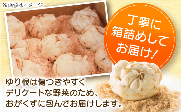 【2026年11月上旬以降発送】 ゆり根 Lサイズ 約2kg | ゆり根 ゆりね 野菜 冬野菜 産地直送 北海道 | 道の駅 真狩フラワーセンター [BPAM002]
