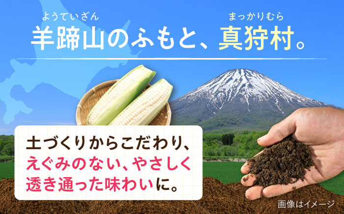 【2026年8月下旬以降順次発送】 とうもろこし 白（白）5kg  |  とうもろこし とうきび トウモロコシ コーン 野菜 やさい 北海道 産地直送 先行予約 | 道の駅 真狩フラワーセンター [BPAM021]