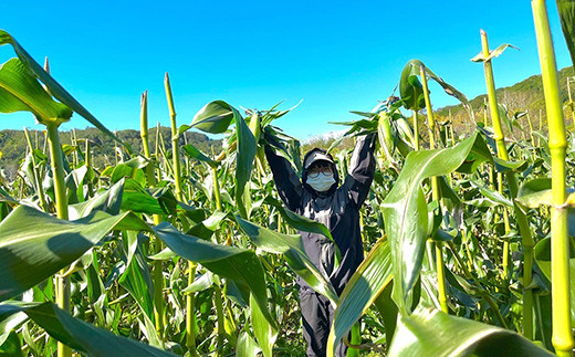 【2026年8月中旬以降順次発送】 氷詰めとうもろこし 恵味 10本 | とうもろこし 野菜 トウモロコシ コーン 北海道 季節の野菜 夏野菜 | ベジタブルワークス株式会社 [BPAD004]