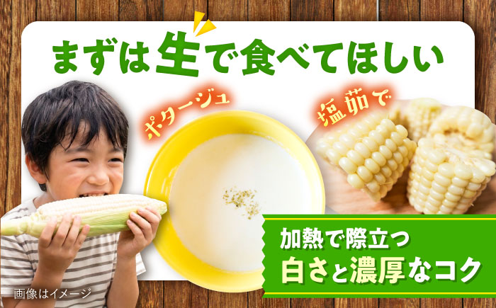 【2026年8月下旬以降順次発送】 とうもろこし 白（白）5kg  |  とうもろこし とうきび トウモロコシ コーン 野菜 やさい 北海道 産地直送 先行予約 | 道の駅 真狩フラワーセンター [BPAM021]