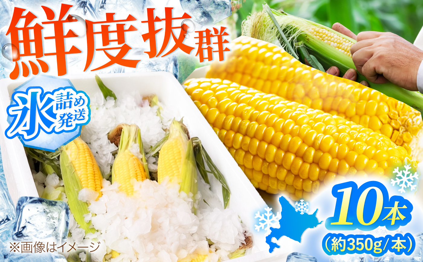 【2026年8月中旬以降順次発送】 氷詰めとうもろこし 恵味 10本 | とうもろこし 野菜 トウモロコシ コーン 北海道 季節の野菜 夏野菜 先行予約 | ベジタブルワークス株式会社 [BPAD004]