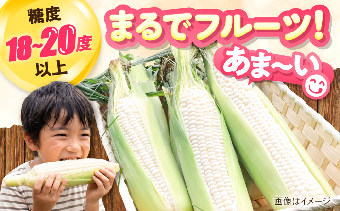 【2026年8月下旬以降順次発送】 とうもろこし 白（白）5kg  |  とうもろこし とうきび トウモロコシ コーン 野菜 やさい 北海道 産地直送 先行予約 | 道の駅 真狩フラワーセンター [BPAM021]