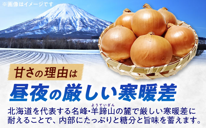 【2026年10月上旬以降順次発送】 玉ねぎ 5kg | 野菜 玉ネギ たまねぎ やさい 北海道 産地直送 先行予約 | 道の駅 真狩フラワーセンター [BPAM079]