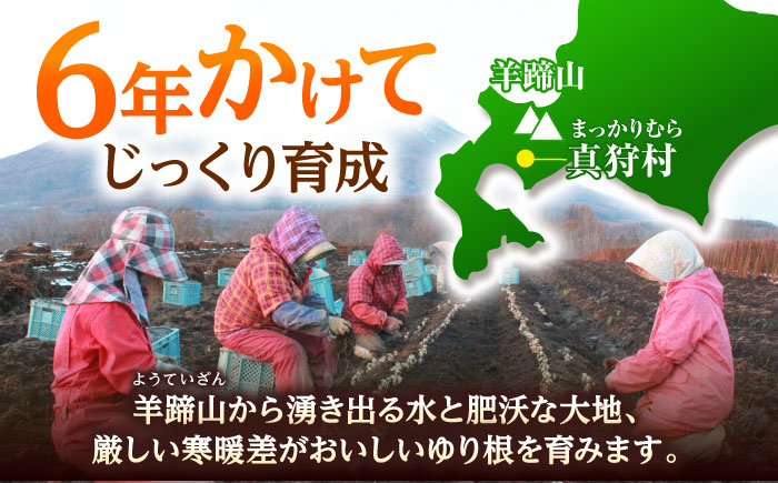 【2026年11月上旬以降発送】 ゆり根 Lサイズ 約2kg | ゆり根 ゆりね 野菜 冬野菜 産地直送 北海道 | 道の駅 真狩フラワーセンター [BPAM002]