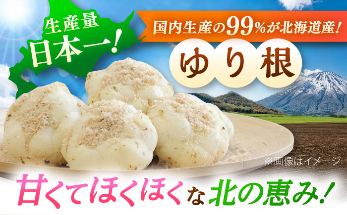 【2026年11月上旬以降発送】 ゆり根 Lサイズ 約2kg | ゆり根 ゆりね 野菜 冬野菜 産地直送 北海道 | 道の駅 真狩フラワーセンター [BPAM002]