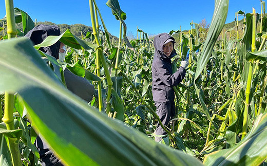 【2026年8月中旬以降順次発送】 氷詰めとうもろこし 恵味 10本 | とうもろこし 野菜 トウモロコシ コーン 北海道 季節の野菜 夏野菜 | ベジタブルワークス株式会社 [BPAD004]