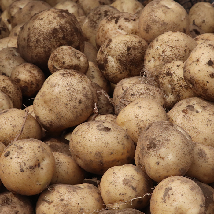 åæµ·éçç©æç£ãéªã®äžã«ãããçŽ10kgãšè¶å¬ãããããçŽ5kg Aã»ãã(ãããããçš®é¡ããŸãã) ã2026幎æ¥ãå±ãåãã0115102ã