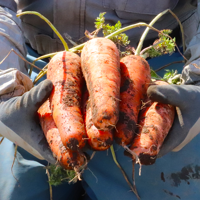 åæµ·éçç©æç£ãéªã®äžã«ãããçŽ10kgãšè¶å¬ãããããçŽ5kg Aã»ãã(ãããããçš®é¡ããŸãã) ã2026幎æ¥ãå±ãåãã0115102ã