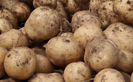 北海道真狩村産　雪の下にんじん約10kgと越冬じゃがいも約5kg Aセット(男爵)  【2026年春お届け分】【0115201】