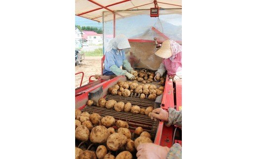 甘くてホクホク！太陽の光をたっぷりと浴びた　北海道真狩村産じゃがいも　キタカムイ「まっかりじゃが」10kg【2025年産】【0116601】