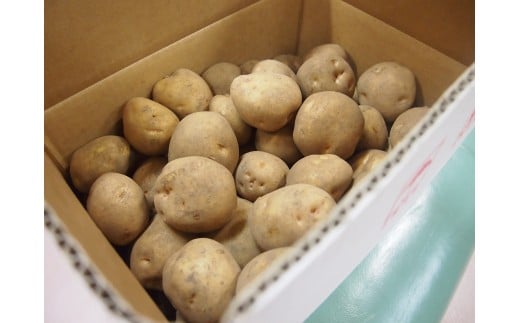 甘くてホクホク！太陽の光をたっぷりと浴びた　北海道真狩村産じゃがいも　キタカムイ「まっかりじゃが」5kg【2025年産】【0116701】