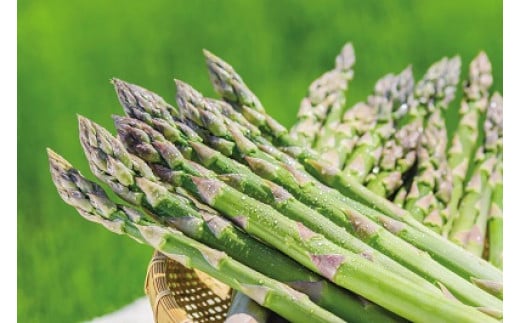 ã2026幎ç£ããŸã£ããåå£ã®æµã¿ïŒããïŒ(ã¢ã¹ãã©1kgããšããããã5kgãããããã2çš®Ã5kgãããæ ¹L1kg)ã0117701ã