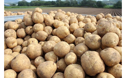 ã2026幎ç£ããŸã£ããåå£ã®æµã¿ïŒããïŒ(ã¢ã¹ãã©1kgããšããããã5kgãããããã2çš®Ã5kgãããæ ¹L1kg)ã0117701ã