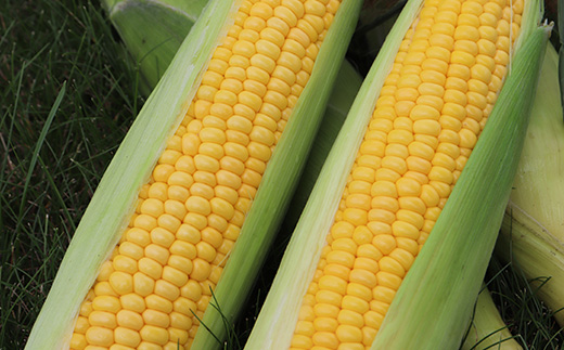 ã2026幎ç£ããŸã£ããåå£ã®æµã¿ïŒããïŒ(ã¢ã¹ãã©1kgããšããããã5kgãããããã2çš®Ã5kgãããæ ¹L1kg)ã0117701ã