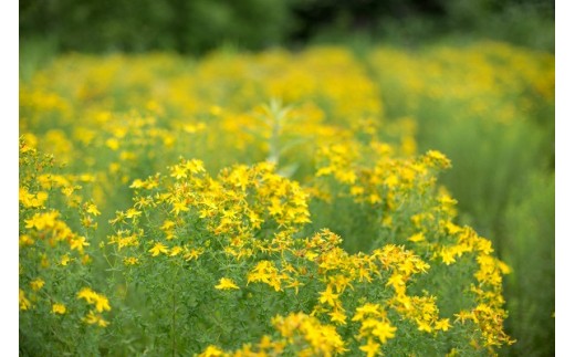 ã»ã³ããžã§ãŒã³ãº ãµããŒããªã€ã«ïŒãªã©ãã¯ã¹ïŒ 65mlã01129ã