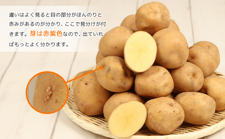 【9月～12月発送予定】（生産者直送）じゃがいも VIP キタアカリ 5ｋｇ いも おいも 芋 イモ ジャガイモ ポテト きたあかり オンライン 申請 ふるさと納税 北海道 留寿都 野菜 ホクホク 産地直送 新鮮 じゃがバター ポテトサラダ フライ 5キロ 留寿都村【1200201】