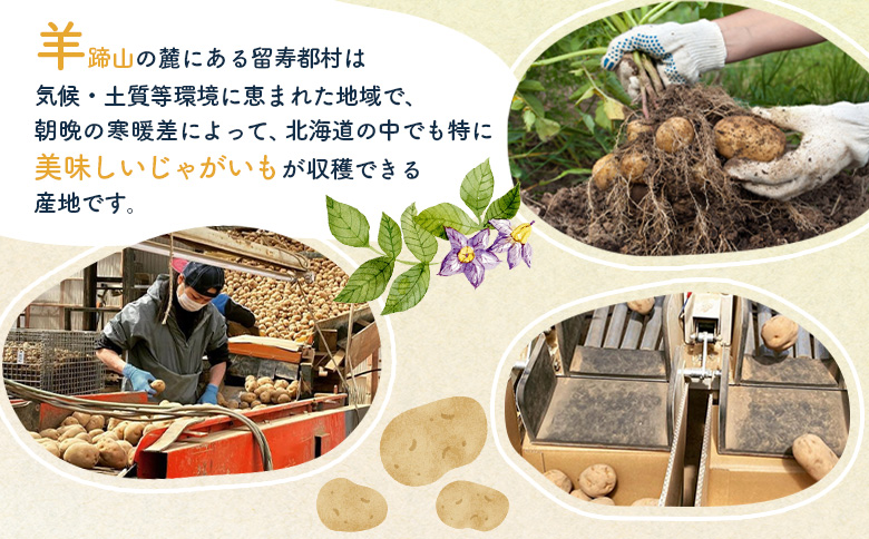 新じゃがいも キタアカリ 10kg いも おいも 芋 イモ ジャガイモ ポテト きたあかり オンライン 申請 ふるさと納税 北海道 留寿都 野菜 根菜 ホクホク 産地直送 新鮮 採れたて ポテトサラダ コロッケ スープ 10キロ 留寿都村【2401301】