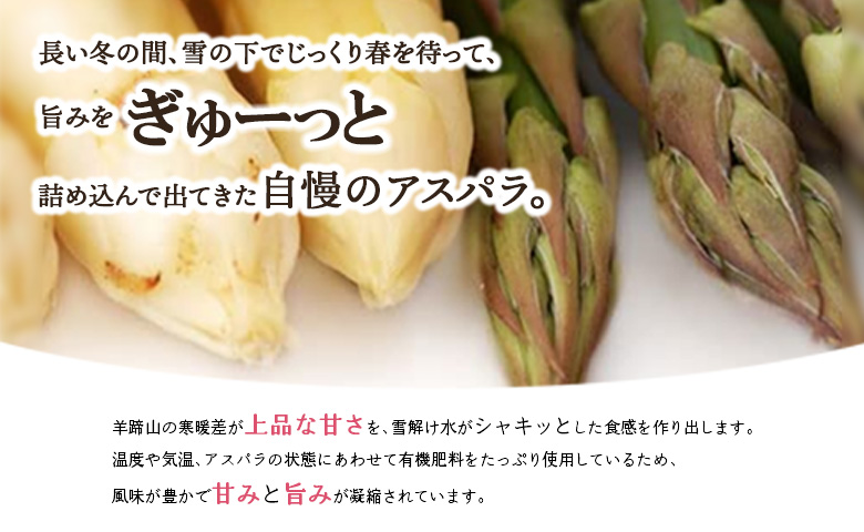 【先行予約】 ホワイトアスパラ Mサイズ以上 1kg オンライン 申請 ふるさと納税 北海道 留寿都 アスパラ アスパラガス 野菜 春 旬野菜 季節野菜 産地直送 新鮮 採れたて サラダ おかず グラタン 肉巻き 1キロ 留寿都村【24003】