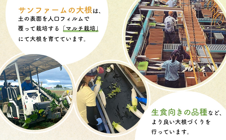 大根 10kg だいこん ダイコン オンライン 申請 ふるさと納税 北海道 留寿都 野菜 根菜 産地直送 新鮮 採れたて 大根おろし サラダ 切干大根 漬物 汁物 ビタミン 10キロ 留寿都村【24009】