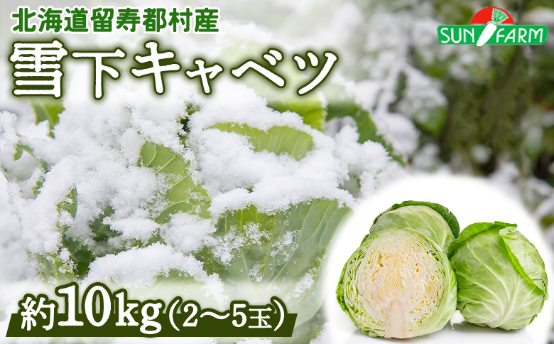 雪下キャベツ 約10kg 2～5玉 きゃべつ 越冬 オンライン 申請 ふるさと納税 北海道 留寿都 野菜 旬野菜 季節野菜 甘い みずみずしい 産地直送 新鮮 採れたて サラダ ポトフ 野菜炒め 汁物 カレー 約10キロ 留寿都村【24010】