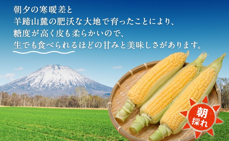 北海道 スイートコーン 味来 約10kg 2Lサイズ 計26本 とうもろこし とうきび コーン 新鮮 採れたて 産直 JAようてい 送料無料 北海道 倶知安町   10キロ 