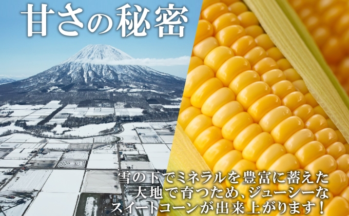 【 2026年 出荷 】 北海道産 朝もぎ イエロー とうもろこし 味来 みらい 2Lサイズ 13本 約5kg 大きめ 夏野菜 とうきび 新鮮 野菜 トウモロコシ ギフト 産地直送 コーン 産直 グリーンアースファーム スイートコーン 