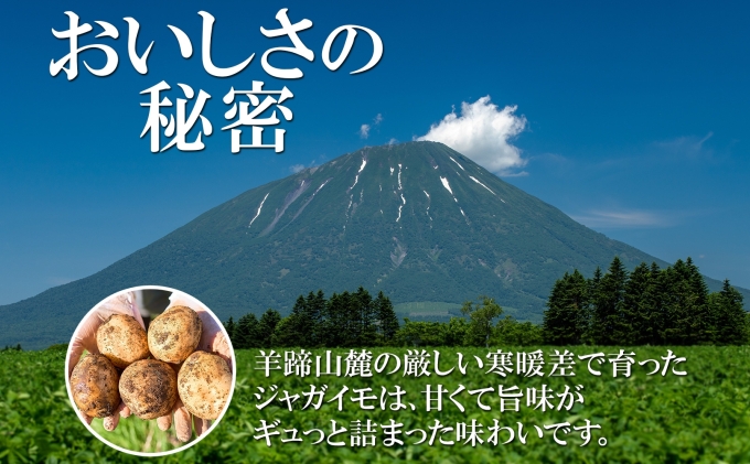 北海道産じゃがいも 男爵 キタアカリ各約10kg Lサイズ ジャガイモ 男爵いも 北あかり 馬鈴薯 ポテト 根菜 常備野菜 産直 国産 JAようてい 送料無料 北海道 倶知安町 北海道のジャガイモ 食品 