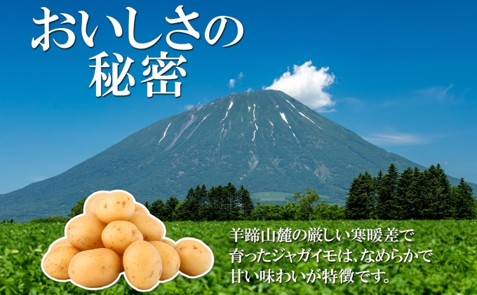 北海道産 じゃがいも きたかむい 約10kg Lサイズ ジャガイモ キタカムイ 馬鈴薯 いも ポテト 常備野菜 根菜 産直 国産 日本産 JAようてい 送料無料 北海道 倶知安町 北海道のジャガイモ 食品 