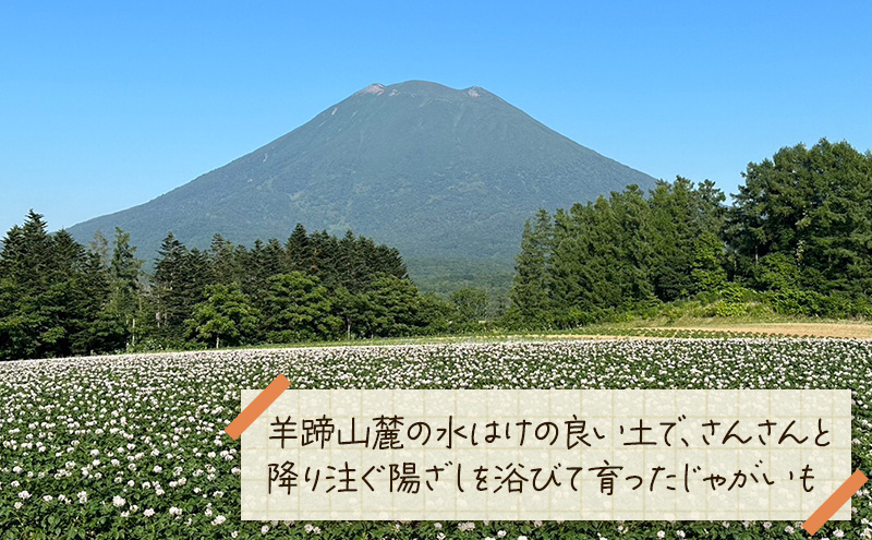 北海道 倶知安 じゃがいも キタカムイ 10kg リストファーム サイズ 混合 馬鈴薯 芋 ポテト イモ 産地直送 野菜