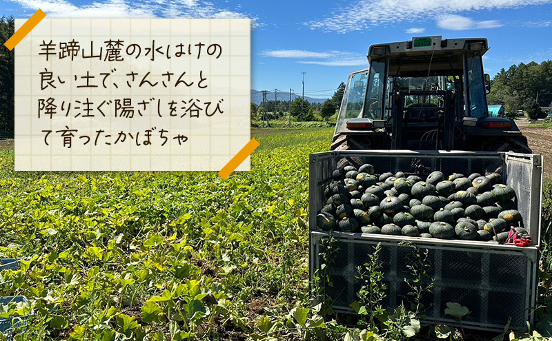 北海道 倶知安 かぼちゃ 味平 10kg リストファーム サイズ 混合 南瓜 カボチャ パンプキン 産地直送 野菜