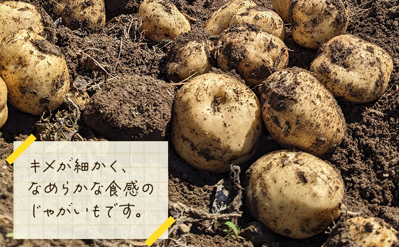 北海道 倶知安 じゃがいも キタカムイ 5kg リストファーム サイズ 混合 馬鈴薯 芋 ポテト イモ 産地直送 野菜