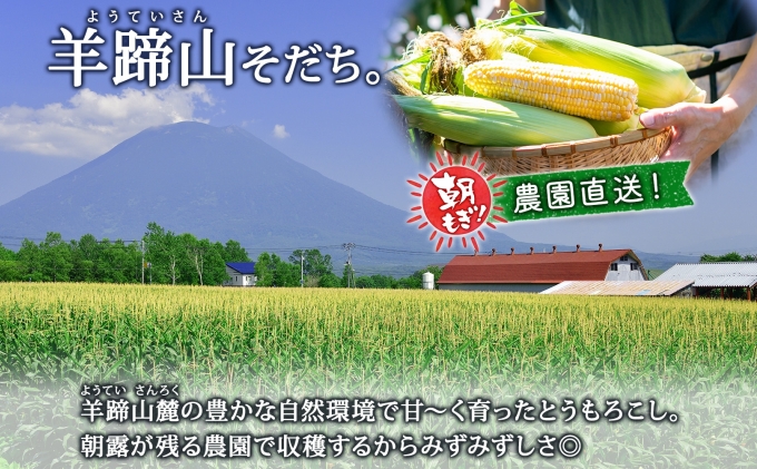 【 2026年 先行予約 】 北海道産 とうもろこし 味来 計12本 L-2L サイズ混合 大きめ みらい 旬 朝採り 新鮮 トウモロコシ 甘い 夏野菜 ハウス栽培 ハウス とうきび お取り寄せ 産地直送 野菜 しりべしや 送料無料