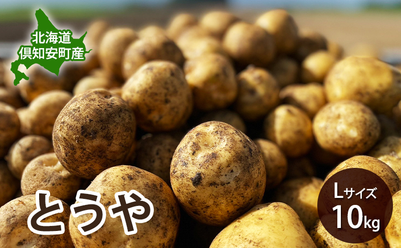 【 2026年 出荷 先行予約 】 北海道 倶知安 産 じゃがいも とうや L サイズ 10kg 馬鈴薯 いも 芋 グリーンアースファーム 農家 直送 野菜 産地直送