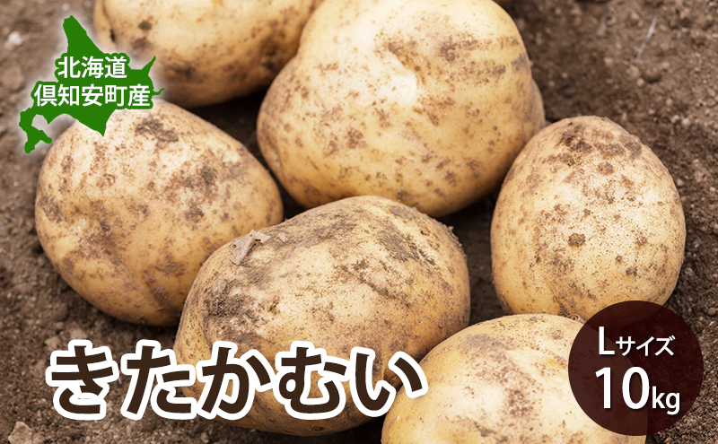 【 2026年 出荷 先行予約 】 北海道 倶知安 産 じゃがいも  きたかむい  L サイズ 10kg 馬鈴薯 いも 芋 グリーンアースファーム 農家 直送 野菜 産地直送