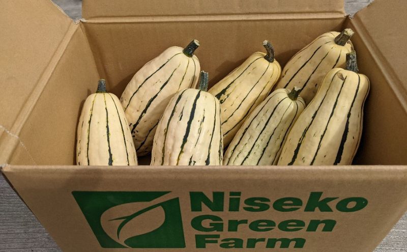 【2026年発送】 オーガニック かぼちゃ デリカタ BOX 約5kg 有機栽培 南瓜 カボチャ 北海道 倶知安 ニセコグリーンファーム