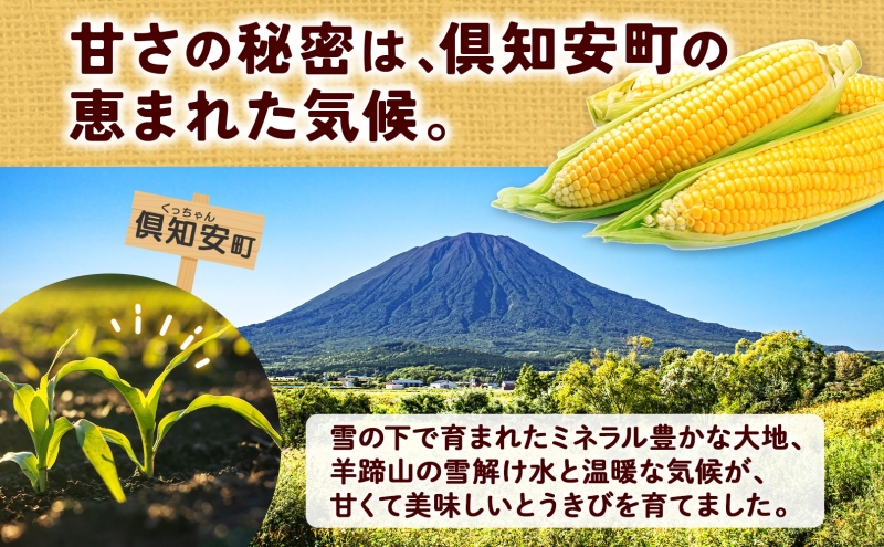 朝もぎ イエロー とうもろこし 恵味 2Lサイズ 13本 約5kg 大きめ 夏野菜 とうきび 旬 新鮮 野菜 トウモロコシ 甘い ギフト 産地直送 コーン 産直 グリーンアースファーム 送料無料 北海道 倶知安町