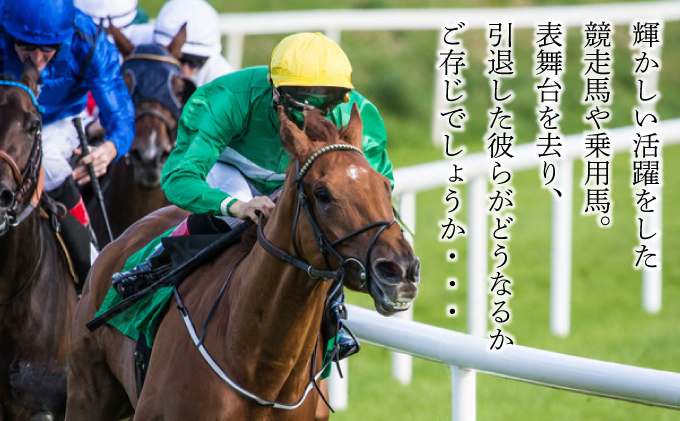 【引退競走馬 余生支援】北海道 岩内町 ホーストラスト北海道支援 1000円コース 引退馬 F21H-569