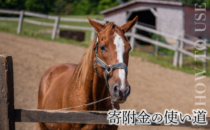 【引退競走馬 余生支援】北海道 岩内町 ホーストラスト北海道支援 300万円コース 引退馬 F21H-570