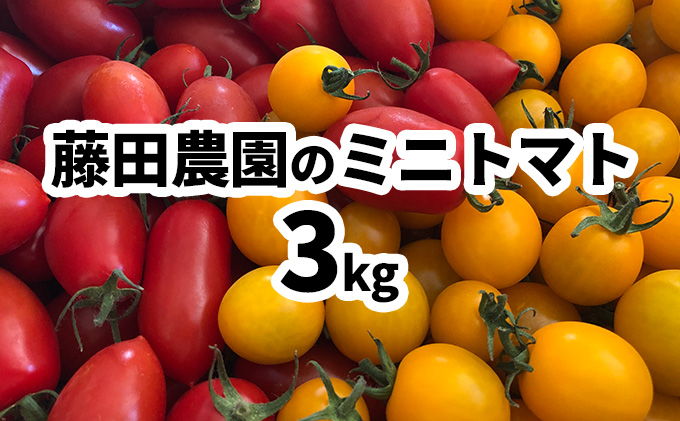 藤田農園のミニトマト食べ比べセット約3kg☆農園からのおすそ分け野菜付☆